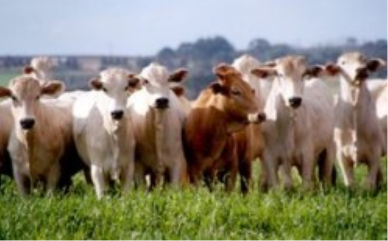 Palestra sobre Assistência Técnica Veterinária 